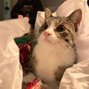 Meet your Posher, Kelly